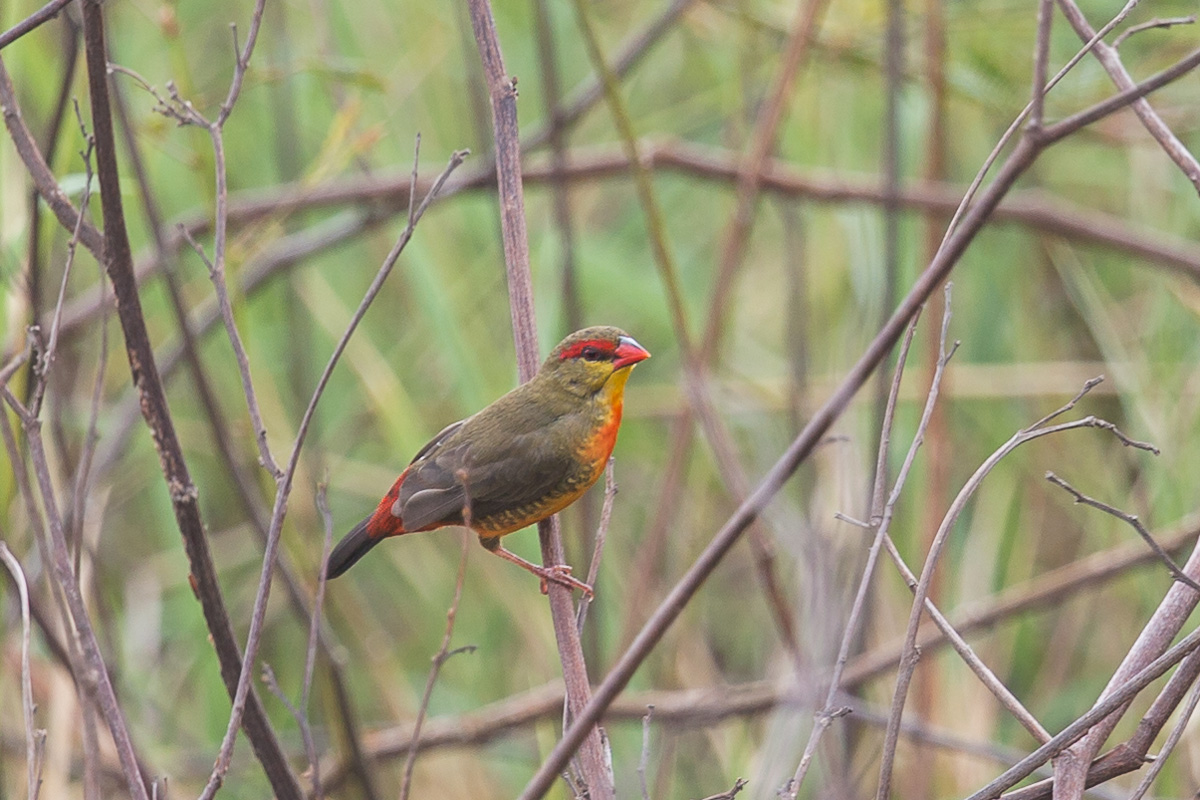 Orange-breasted Waxbill