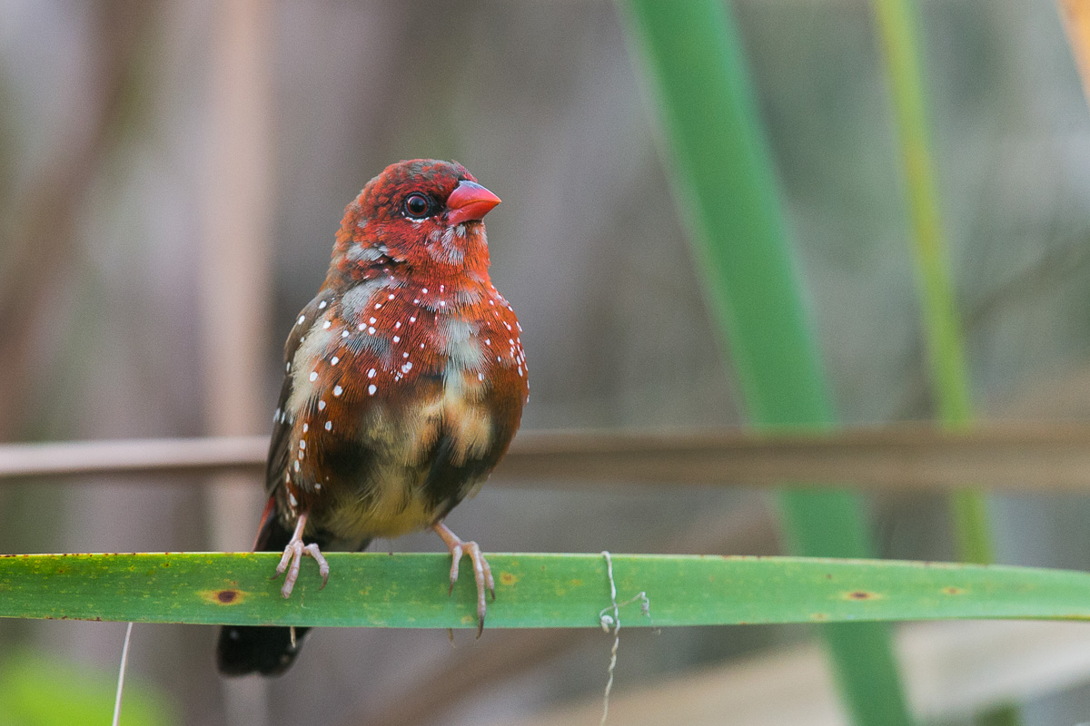 Red Avadavat