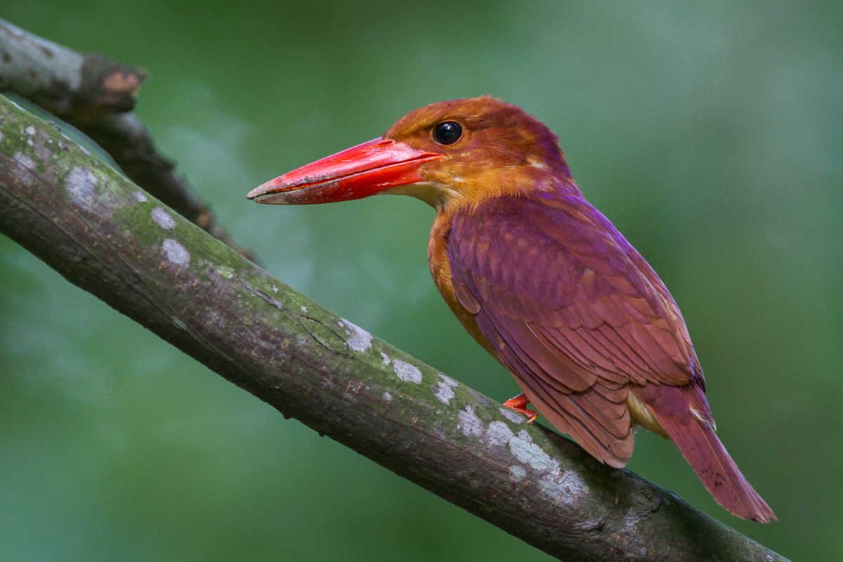 Ruddy Kingfisher