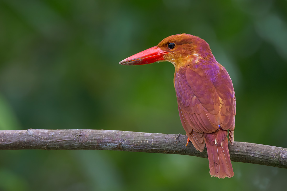 Ruddy Kingfisher