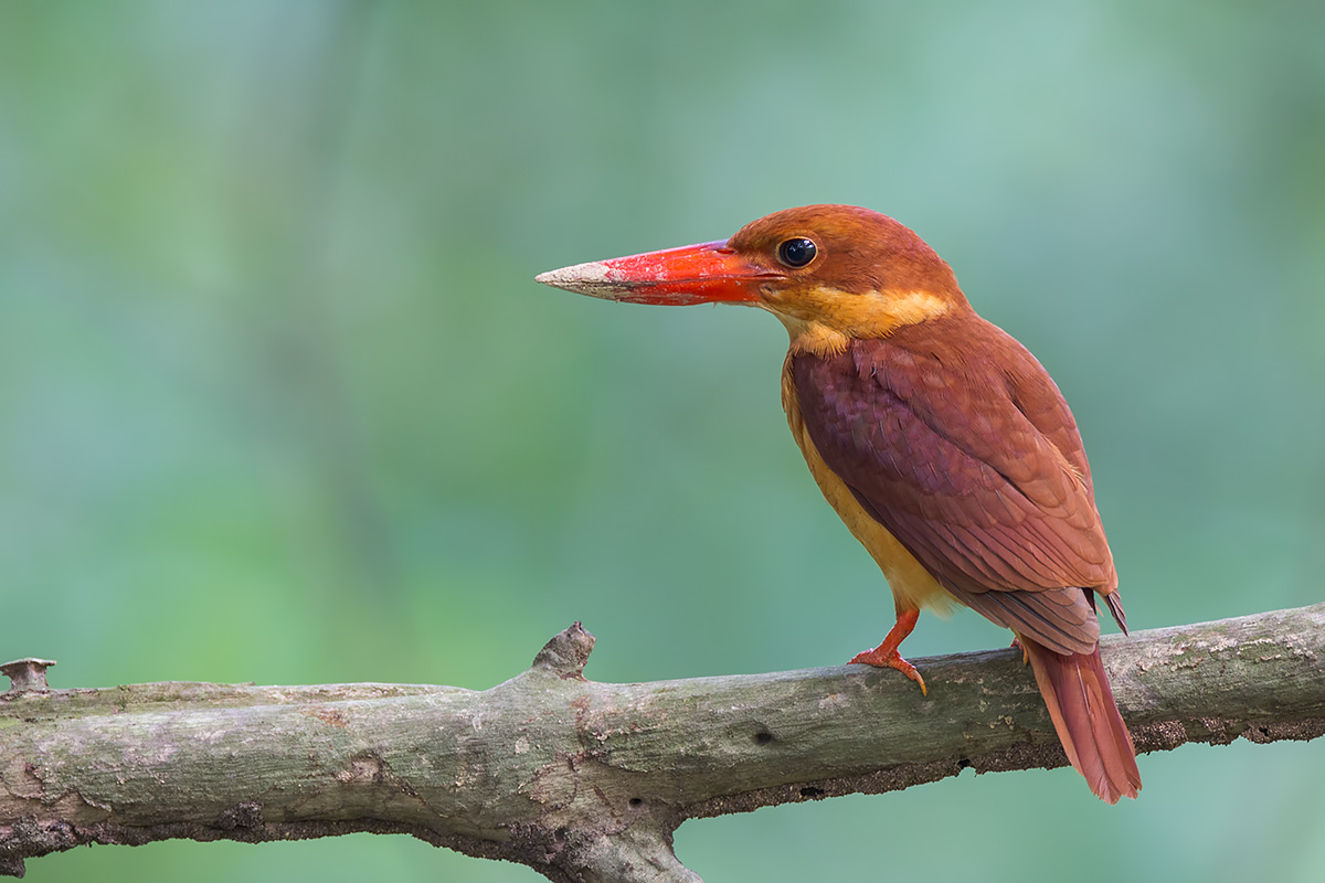 Ruddy Kingfisher