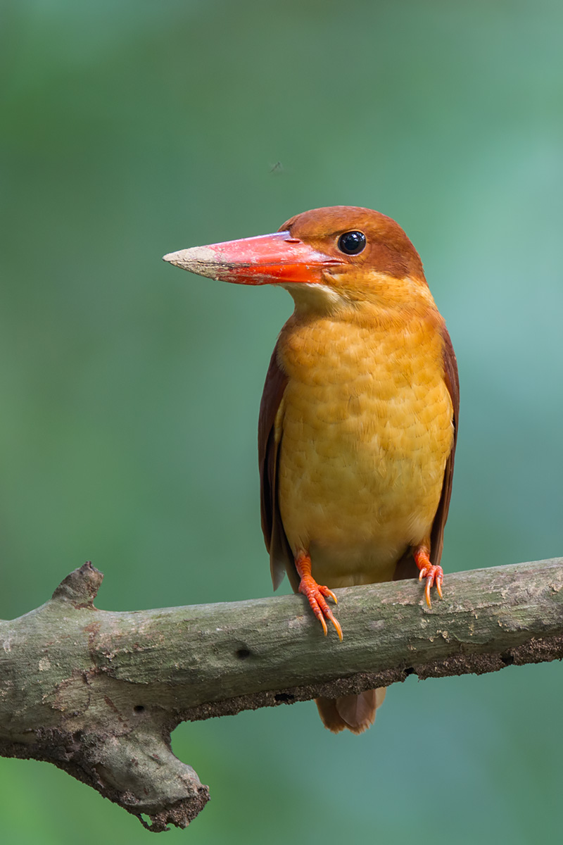 Ruddy Kingfisher