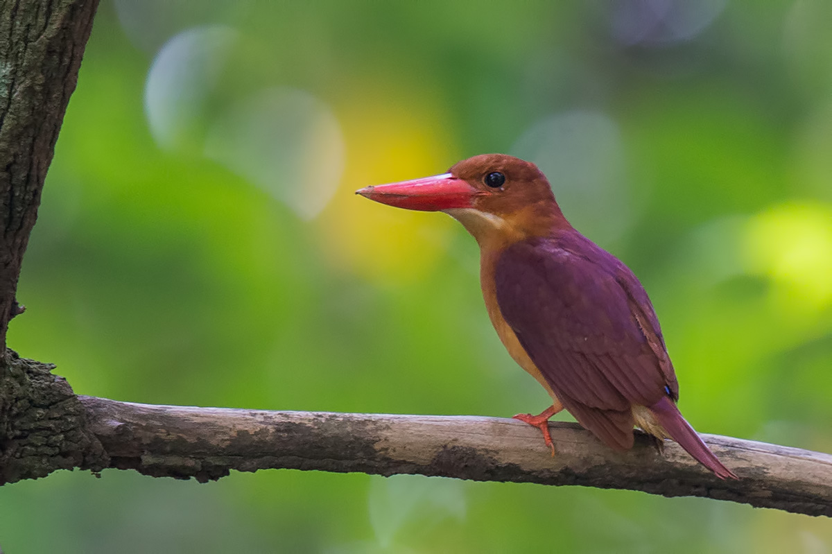 Ruddy Kingfisher