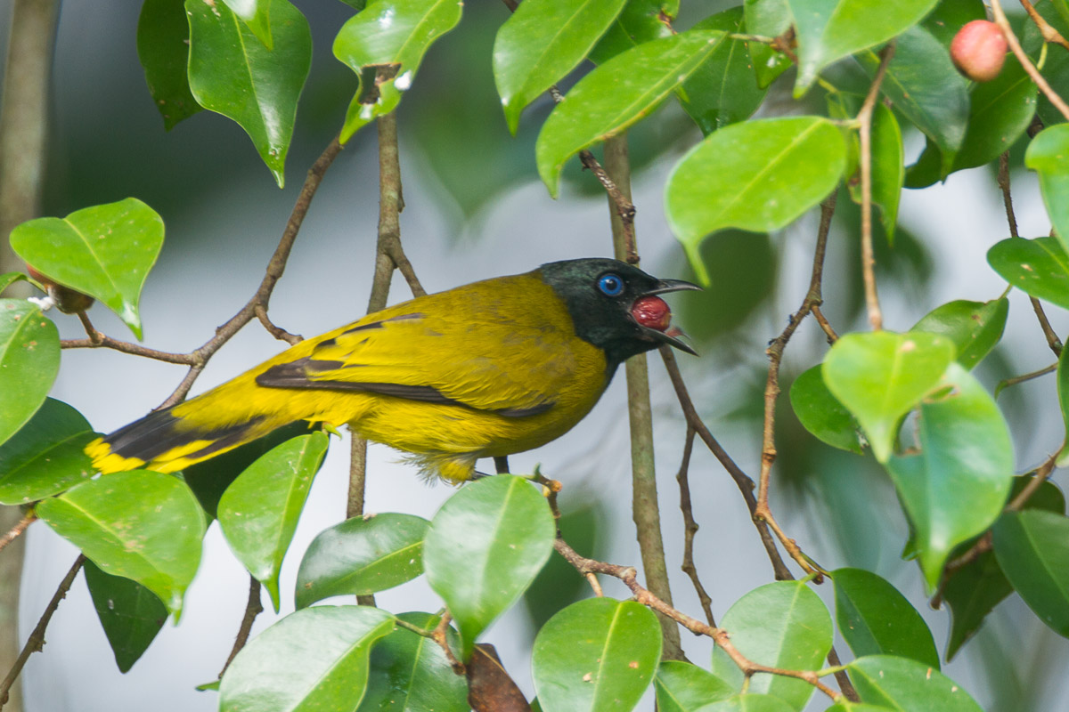 Black-headed Bulbul