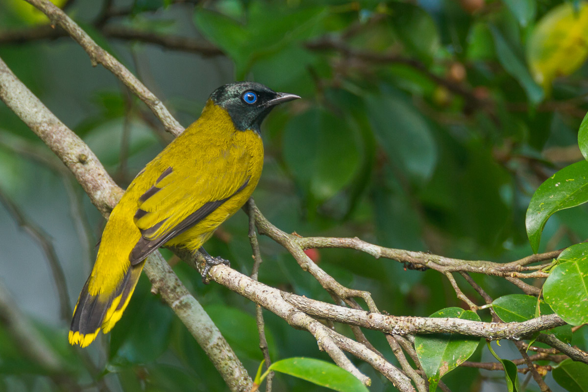 Black-headed Bulbul