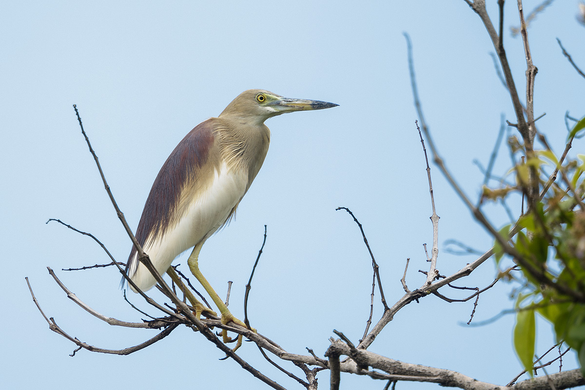 Indian Pond Heron