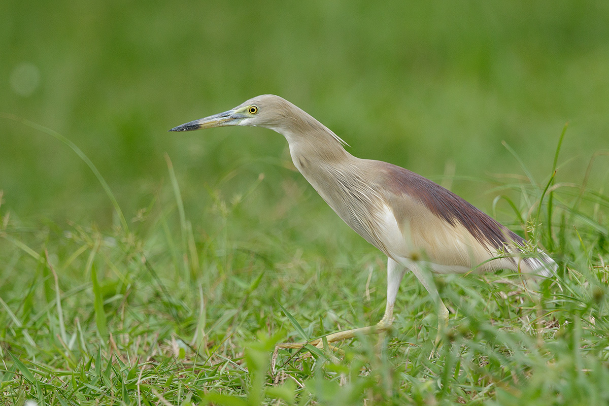 Indian Pond Heron