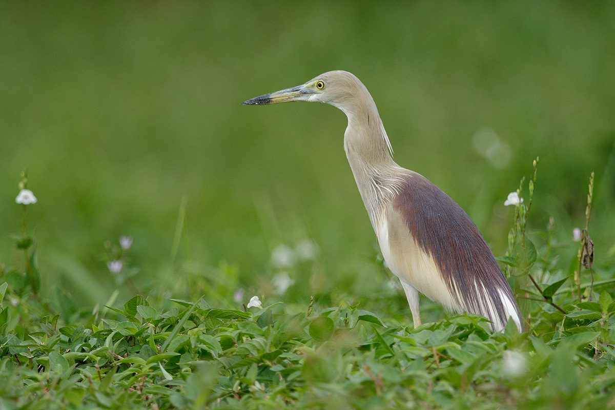 Indian Pond Heron