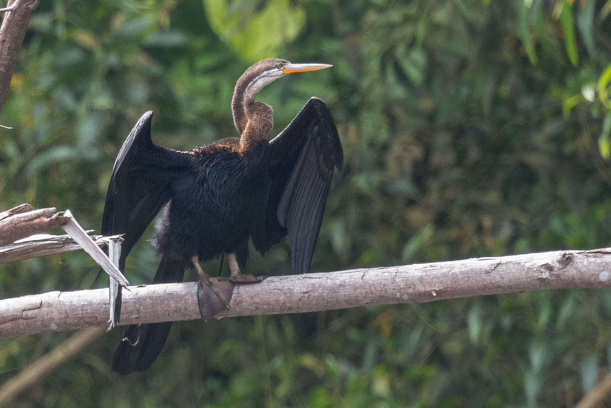 Oriental Darter