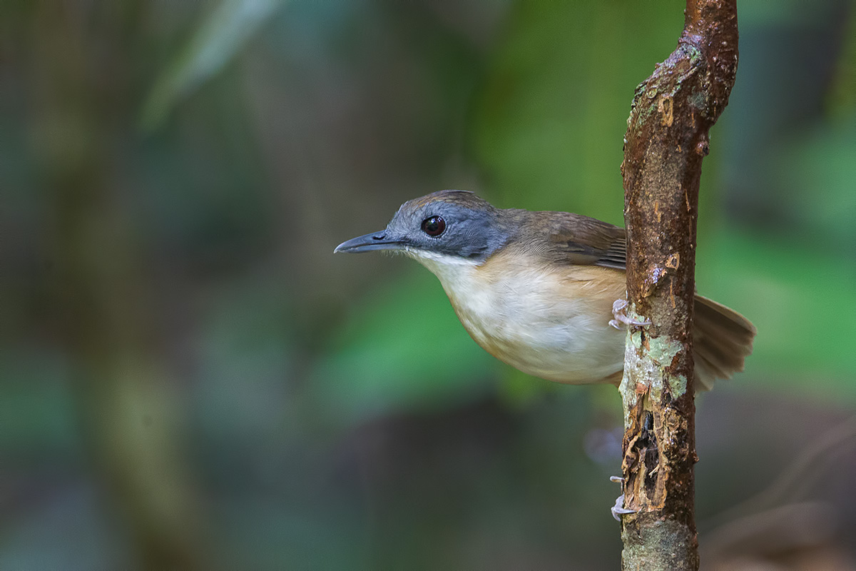 Short-tailed Babbler