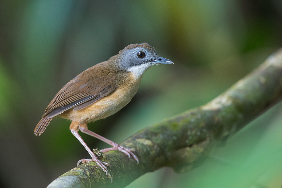 Short-tailed Babbler