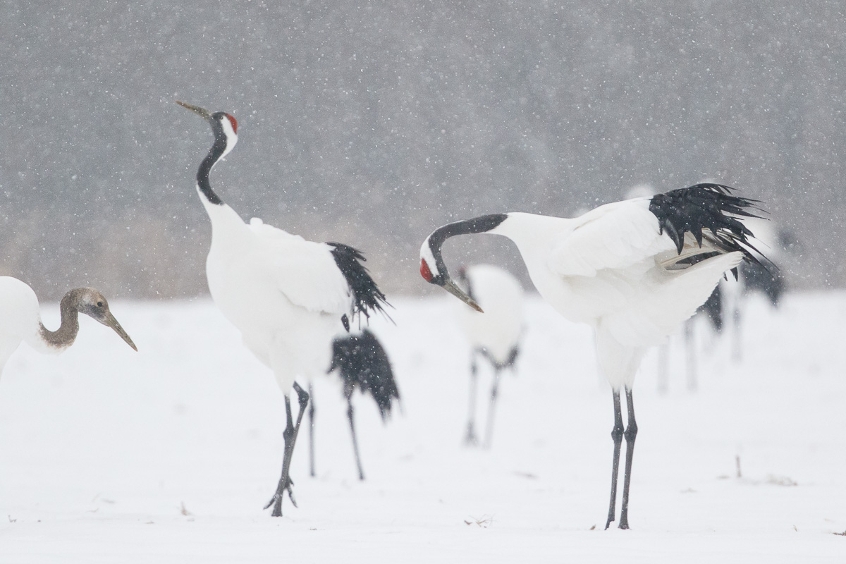 Hokkaido