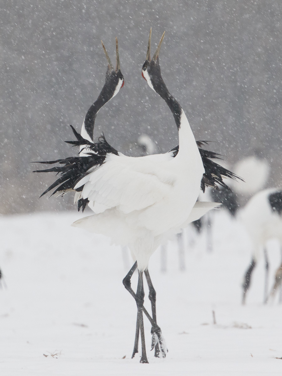 Hokkaido