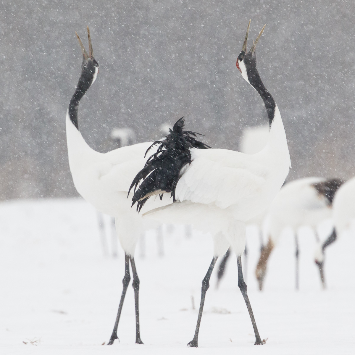 Hokkaido