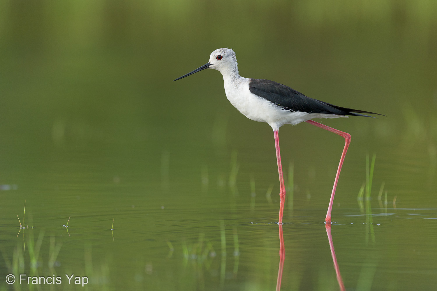 Adult Black-winged Stilt at Tuas South