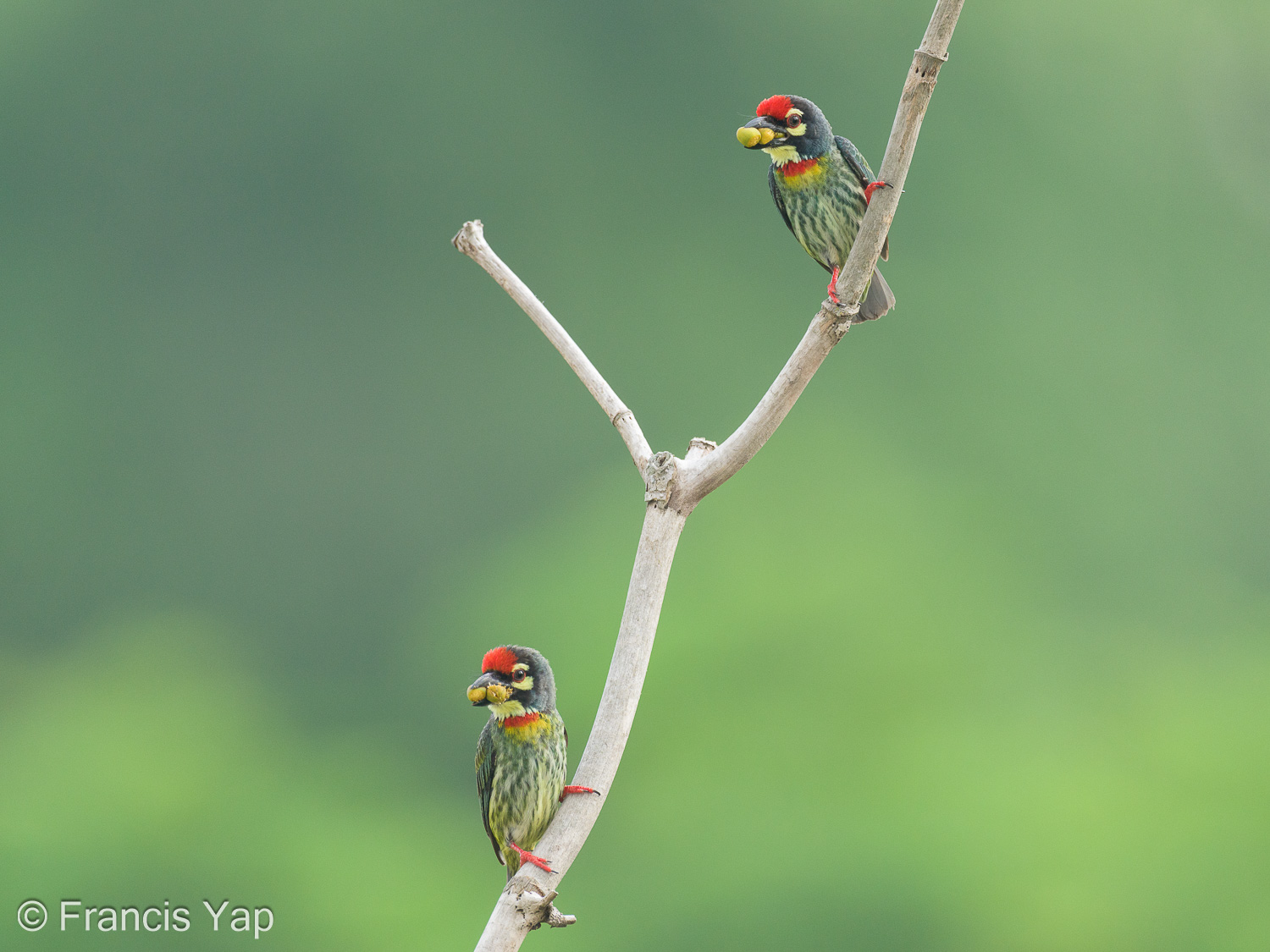 Coppersmith Barbet at Ghim Moh Link