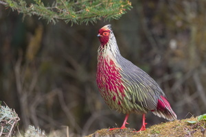 Blood Pheasant-130430-107EOS1D-FY1X5258