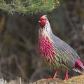 Blood_Pheasant-130430-107EOS1D-FY1X5258.jpg