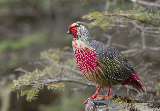 Blood Pheasant