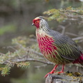 Blood_Pheasant-130430-107EOS1D-FY1X5296.jpg