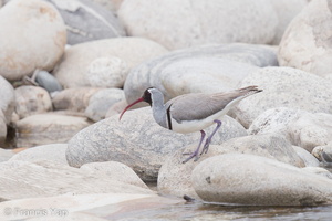 Ibisbill-130425-106EOS1D-FY1X5922-W