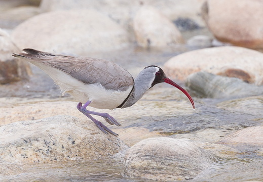 Ibisbill