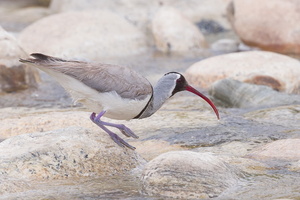 Ibisbill-130425-106EOS1D-FY1X6019