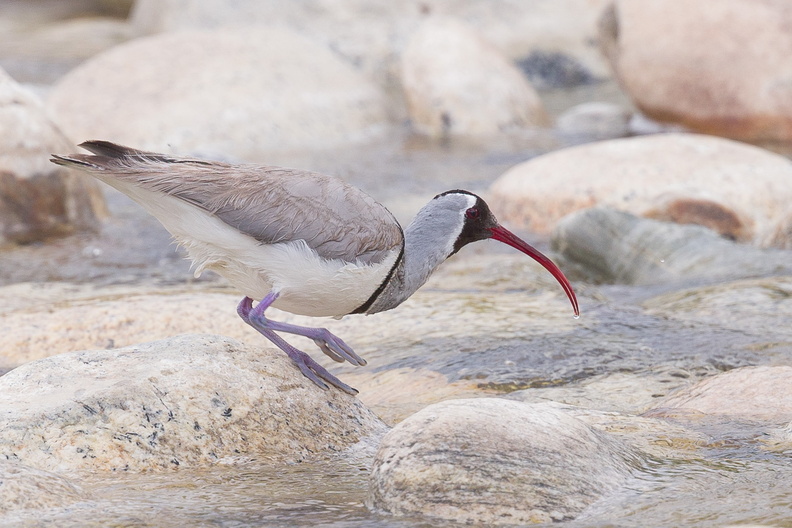 Ibisbill-130425-106EOS1D-FY1X6019.jpg