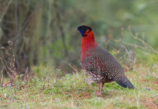 Satyr Tragopan