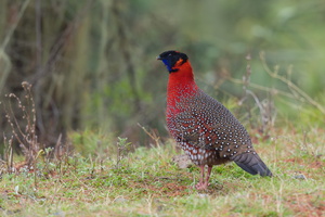 Satyr Tragopan-130429-107EOS1D-FY1X4021