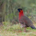 Satyr_Tragopan-130429-107EOS1D-FY1X4021.jpg