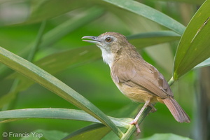 Abbott's Babbler-120503-110EOS1D-FYAP9548-W.jpg