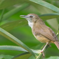 Abbotts_Babbler-120503-110EOS1D-FYAP9548-W.jpg