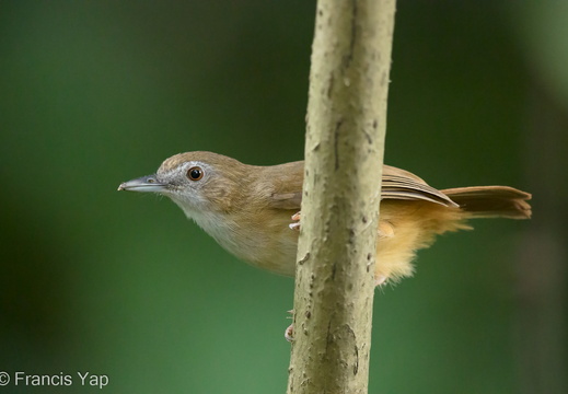 Abbott's Babbler