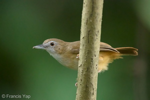 Abbott's Babbler-160516-100EOS1D-F1X24664-W.jpg