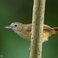 Abbotts_Babbler-160516-100EOS1D-F1X24664-W.jpg