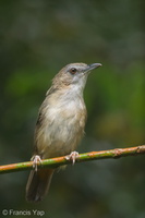 Abbott's Babbler-180714-117EOS1D-F1X22497-W.jpg