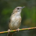 Abbotts_Babbler-180714-117EOS1D-F1X22497-W.jpg