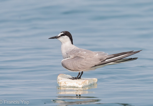 Aleutian Tern