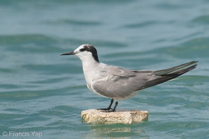 Aleutian Tern-200920-118MSDCF-FYP06000-W.jpg