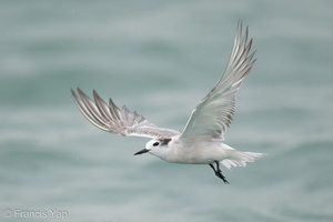 Aleutian Tern-201018-120MSDCF-FYP03464-W.jpg