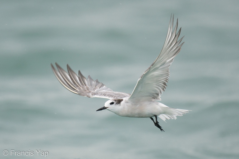 Aleutian_Tern-201018-120MSDCF-FYP03464-W.jpg