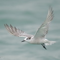 Aleutian_Tern-201018-120MSDCF-FYP03464-W.jpg