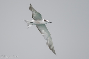 Aleutian Tern-201018-120MSDCF-FYP03705-W.jpg