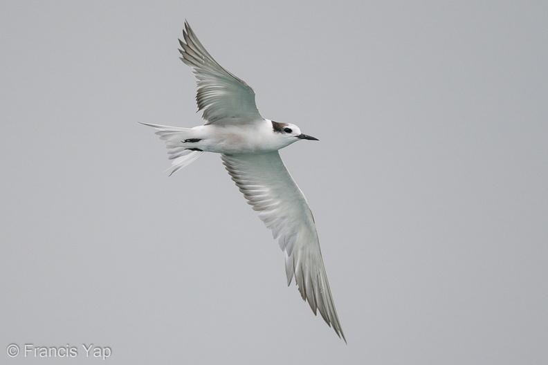 Aleutian_Tern-201018-120MSDCF-FYP03705-W.jpg