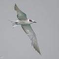 Aleutian_Tern-201018-120MSDCF-FYP03705-W.jpg