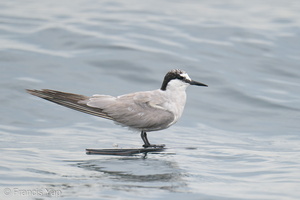 Aleutian Tern-201018-120MSDCF-FYP05778-W.jpg