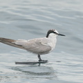 Aleutian_Tern-201018-120MSDCF-FYP05778-W.jpg