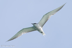 Aleutian Tern-240928-246MSDCF-FYP03331-W.jpg