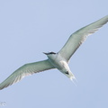 Aleutian_Tern-240928-246MSDCF-FYP03331-W.jpg